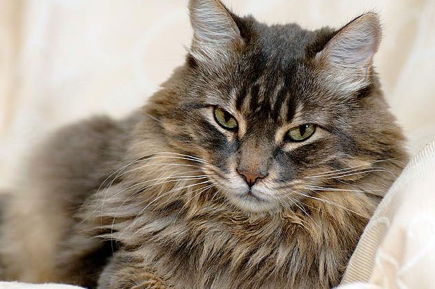 Έχετε γάτα; Να, τα οκτώ πλεονεκτήματα να έχετε κοντά σας μία ... γατούλα  - Κυρίως Φωτογραφία - Gallery - Video
