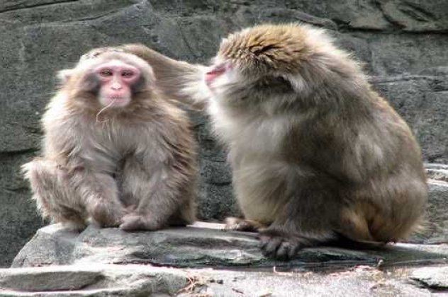 Smile: Μην σας φανεί παράξενο αν δείτε δύο μαϊμούδες να συζητούν σαν άνθρωποι - Το αποκάλυψαν Αμερικάνοι επιστήμονες - Κυρίως Φωτογραφία - Gallery - Video