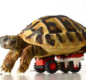 Αυτή χελωνίτσα είναι πραγματικά «παιχνιδιάρα»: Περιφέρεται στον χώρο της με την βοήθεια των... lego!