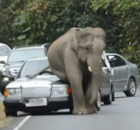 300 άγριοι ελέφαντες προκαλούν χάος σε εθνικό πάρκο, πατώντας αυτοκίνητα, ξεριζώνοντας δέντρα! Έρωτας η αιτία‏! (βίντεο) - Κυρίως Φωτογραφία - Gallery - Video