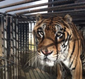 Tiger story: O Φοίβος ο Τίγρης που ζούσε στα Τρίκαλα, πέρασε μια μεγάλη περιπέτεια με happy end - θα συγκινηθείτε! 