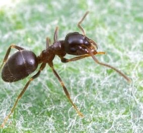 Πού πηγαίνουν τα μυρμήγκια για να κάνουν την ανάγκη τους; Γιατί κρατούν τα κακάκια στο σπίτι;‏