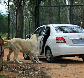 Λιοντάρι ανοίγει την πόρτα αυτοκινήτου γεμάτο ανθρώπους - Μην σας τύχει ποτέ! (βίντεο)