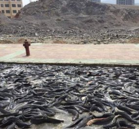 Βίντεο: 5 τόνοι ζωντανών ψαριών ''δραπέτευσαν'' από το φορτηγό που τα μετέφερε & προκάλεσαν χάος σε δρόμο της Κίνας!  - Κυρίως Φωτογραφία - Gallery - Video
