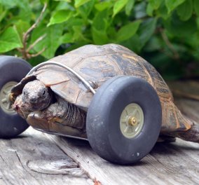 Το απόλυτο συγκινητικό story: Αρουραίοι έφαγαν τα πόδια χελώνας και της έβαλαν ρόδες οι ιδιοκτήτες της