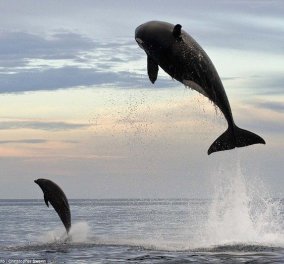 Εντυπωσιακές εικόνες: Φάλαινα δολοφόνος πηδάει 4,5 μέτρα πάνω από το νερό στο κυνήγι ενός δελφινιού