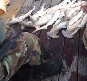 34 καρχαριάκια  έβγαλαν ψαράδες από την κοιλιά  εγκύου μεγαλοκαρχαρία 376 κιλών - Κυρίως Φωτογραφία - Gallery - Video