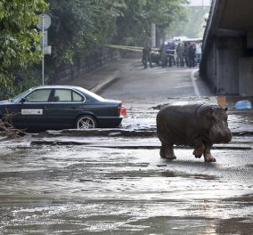 Απίστευτες εικόνες: Λιοντάρια, τίγρεις, λύκοι ελεύθερα στους δρόμους της Τιφλίδας - Πλημμύρισε ο ζωολογικός κήπος 