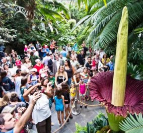 Το μεγαλύτερο λουλούδι του κόσμου άνθισε σε πάρκο του Τόκιο - Έχει δύο μέτρα ύψος - Κυρίως Φωτογραφία - Gallery - Video