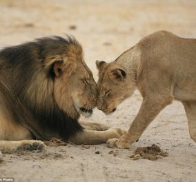 Παγκόσμια κατακραυγή για τον οδοντίατρο που σκότωσε το λιοντάρι Cecil - Απίστευτο ποσό για να το σκοτώσει   - Κυρίως Φωτογραφία - Gallery - Video