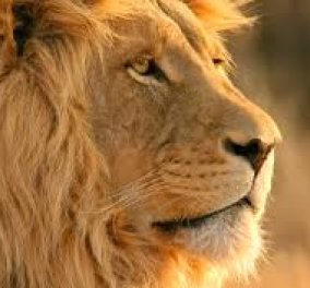 Story: Ο εκπαιδευτής λιονταριού έφαγε μόνο χαστούκι από τον Βασιλιά των ζώων αν και τον παίδεψε πολύ