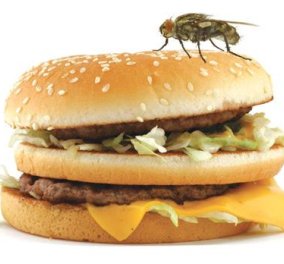 Βίντεο: Πήγε μύγα στο φαγητό σας; Μπλιάχ! Δείτε το βίντεο και θα καταλάβετε - Κυρίως Φωτογραφία - Gallery - Video