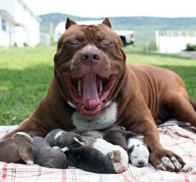Φώτο: Το μεγαλύτερο pitbull του κόσμου γέννησε 8 σκυλάκια αξίας  μισό εκ. δολάρια το καθένα - Κυρίως Φωτογραφία - Gallery - Video