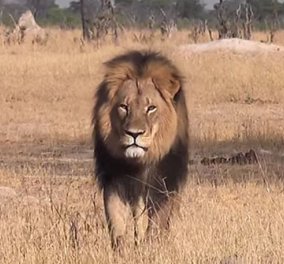 Διαβόητος κυνηγός άγριων ζώων - Αμερικανός οδοντίατρος είναι ο δολοφόνος του πιο διάσημου λιονταριού της Ζιμπάμπουε 