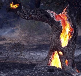 SOS: Υψηλός κίνδυνος πυρκαγιάς αύριο Σάββατο, δείτε σε ποιες περιοχές  