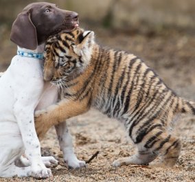 Too cute: Μικρούλης σκύλος έχει για ''κολλητό'' του ένα μωρό - τίγρη - Δείτε το βίντεο της φιλίας τους 