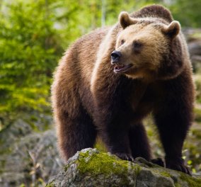 ΗΠΑ: Άνδρας βρέθηκε νεκρός από επίθεση αρκούδας στο Πάρκο Yellowstone  