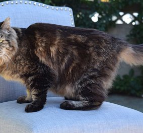 Γνωρίστε την Corduroy: Ζει στο στο Όρεγκον των ΗΠΑ & στα 26 της είναι η γηραιότερη γάτα στον κόσμο