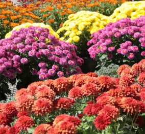 Ποια φυτά βελτιώνουν την ποιότητα του αέρα στο σπίτι & αναπνέετε καλύτερα   - Κυρίως Φωτογραφία - Gallery - Video