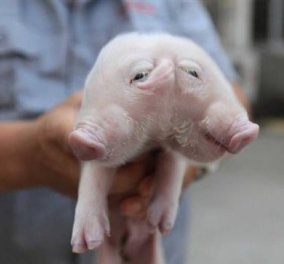 Κίνα: Βρέθηκε κοντά σε βουδιστικό ναό γουρούνι με 2 κεφάλια & 3 αυτιά! - Κυρίως Φωτογραφία - Gallery - Video