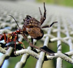 Διαβολική σφήκα υποχρεώνει αράχνες να της πλέκουν ζιπουνάκια για τα μωρά της - Σκοτώνουν την "νταντά" σαν μεγαλώσουν   - Κυρίως Φωτογραφία - Gallery - Video