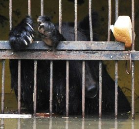 Συγκλονιστικές εικόνες που φέρνουν δάκρυα με τις αρκουδίτσες να πνίγονται στο πλημμυρισμένο Ζωολογικό κήπο    - Κυρίως Φωτογραφία - Gallery - Video