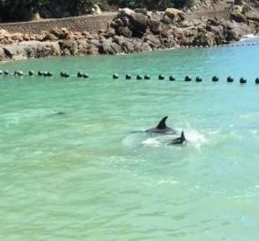 Βίντεο: Δελφίνι ραγίζει καρδιές, «εκλιπαρεί» και πέφτει στα βράχια για να σωθεί από τους κυνηγούς του  