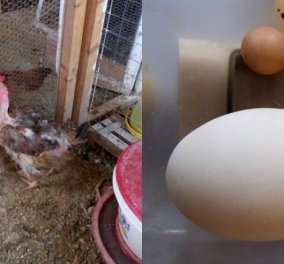 Σύρος: Οι κότες του Δημήτρη έκαναν αυγά για ρεκόρ Γκίνες - Δείτε ένα γίγαντα & ένα νάνο