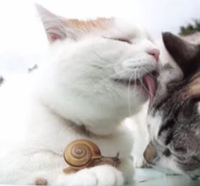 Δύο γάτες κάνουν παρέα μ' ένα σαλιγκάρι - Μια φιλία που θα σας συγκινήσει - Κυρίως Φωτογραφία - Gallery - Video