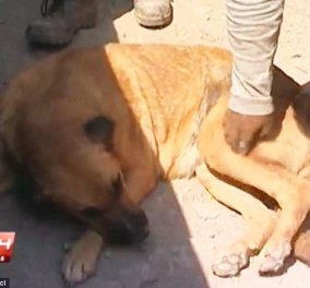 Συγκινητικό: Σκυλίτσα θήλαζε εγκαταλελειμμένο 2χρονο παιδάκι σε παραλία και το έσωσε! 