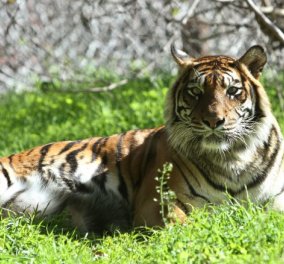 Τραγωδία στη Νέα Ζηλανδία: Νεκρή υπάλληλος ζωολογικού κήπου από επίθεση τίγρη - Κυρίως Φωτογραφία - Gallery - Video