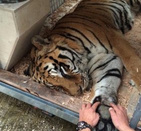 Πέθανε στην Καλιφόρνια ο τίγρης Φοίβος των Τρικάλων - Η αληθινή συγκινητική ιστορία της ζωής & του τέλους του‏