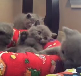 Δείτε το βίντεο: Απολαυστικά γατάκια παίζουν μεταξύ τους γεμάτα νάζι!  