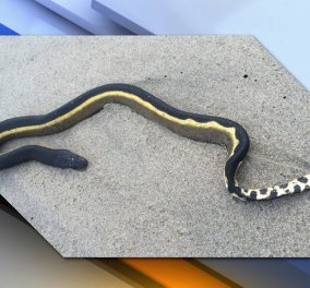 Σαν κακό όνειρο: Eπικίνδυνα και δηλητηριώδη φίδια σκορπούν τον τρόμο στις ακτές της Καλιφόρνιας - Κυρίως Φωτογραφία - Gallery - Video