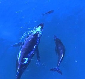 Drone - βίντεο για τον πρωινό σας διαλογισμό: Φάλαινα και δελφινούλα κολυμπούν με τα μωρά τους παρέα‏ - Κυρίως Φωτογραφία - Gallery - Video