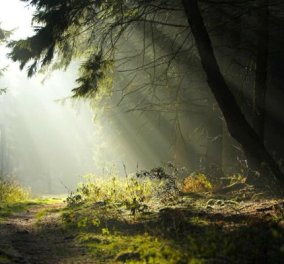 Το βίντεο έγινε viral: Έδαφος «αναπνέει» σε δάσος στον Καναδά - Απίστευτο!  - Κυρίως Φωτογραφία - Gallery - Video