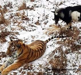 Μια μοναδική ιστορία φιλίας: Όταν η τίγρης εχίνε κολλητούλα με μια κατσίκα αντί να την καταβροχθίσει -Βίντεο   - Κυρίως Φωτογραφία - Gallery - Video