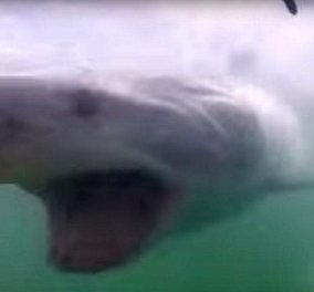 Βίντεο: Τρόμος ακόμα & στο ειδικό κλουβί - Άνδρας ήρθε αντιμέτωπος με καρχαρία  - Κυρίως Φωτογραφία - Gallery - Video