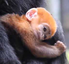 Αυτός είναι ο πιο σπάνιος πίθηκος ! Ο πορτοκαλί Nangua έχει δυο νταντάδες & την μαμά του να τον περιποιούνται - Κυρίως Φωτογραφία - Gallery - Video