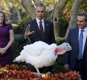 Η πιο τυχερή  Γαλοπούλα του 2015! Σε ποιάν έδωσε την χάρη ο Ομπάμα σήμερα Ημέρα των Ευχαριστιών;  - Κυρίως Φωτογραφία - Gallery - Video