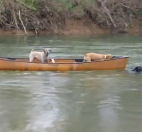 Βίντεο: Λαμπραντόρ - ήρωας σώζει παγιδευμένα σκυλιά βουτώντας στο παγωμένο ποτάμι
