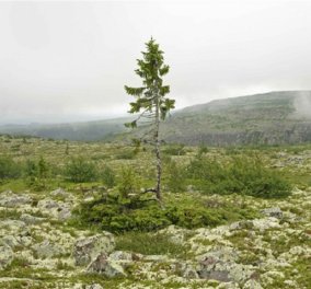 Δείτε το παλαιότερο δέντρο στον πλανήτη: Είναι  9.550 χρονών & βρίσκεται στην Σουηδία