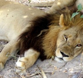 Η σπάνια λέαινα Mmamoriri που έχει χαίτη και κορμοστασιά σαν αρσενικό λιοντάρι    - Κυρίως Φωτογραφία - Gallery - Video