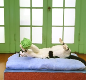 Βίντεο - Γυμναστική για γάτες: Κι όμως υπάρχει και είναι απολαυστική! 