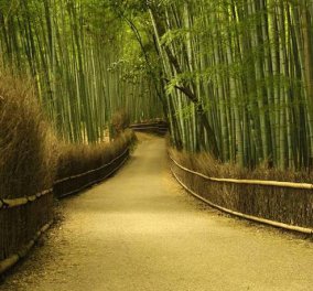"Δάσος των μπαμπού που τραγουδάνε": Ο επίγειος παράδεισος της Ιαπωνίας - Φωτό - Ένα θαύμα της φύσης - Κυρίως Φωτογραφία - Gallery - Video