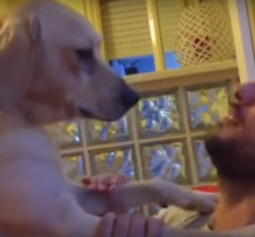 Αυτός ο σκύλος νιώθει τύψεις και ζητάει συγνώμη από το αφεντικό του - Βίντεο 
