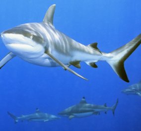 Βρέθηκαν στα στομάχια τους- οι καρχαρίες τρώνε συστηματικά τα φαγητά που πετάμε: Μοσχαρίσιο & κατσικίσιο κρέας