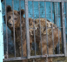   Ο πιο θλιβερός ζωολογικός κήπος της γης: Λιοντάρια, αρκούδες πεθαίνουν από την πείνα - Φώτο - Βίντεο  - Κυρίως Φωτογραφία - Gallery - Video