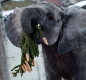 Τι τρώνε οι ελέφαντες σήμερα; Τα Χριστουγεννιάτικα δέντρα που έμειναν απούλητα στις γιορτές  - Κυρίως Φωτογραφία - Gallery - Video