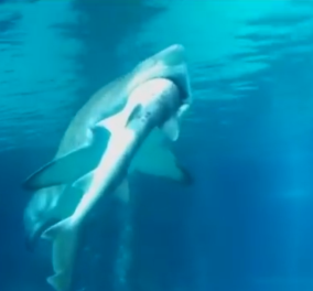Αχόρταγος «κανίβαλος» καρχαρίας τρώει άλλον καρχαρία: Ένα βίντεο για τα πιο επικίνδυνα σαγόνια - Κυρίως Φωτογραφία - Gallery - Video